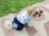 �������� �������� � ������ �Doggydolly Boy� C094 XS S M 4