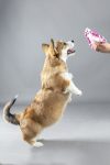 ������� �Puppy� ���� ������ � ���� 2 ����� Flam