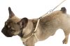 ����� + ��������� Puppy 10 ��/24-44 �� 3