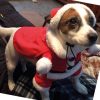 ������ Xmas Santa 30 �� + ����� 2