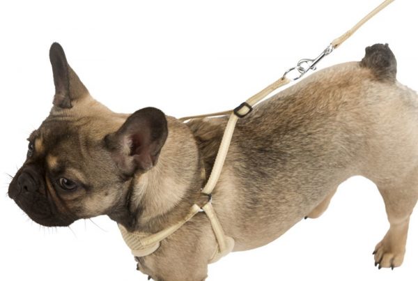 ����� + ��������� Puppy 10 ��/24-44 �� 3