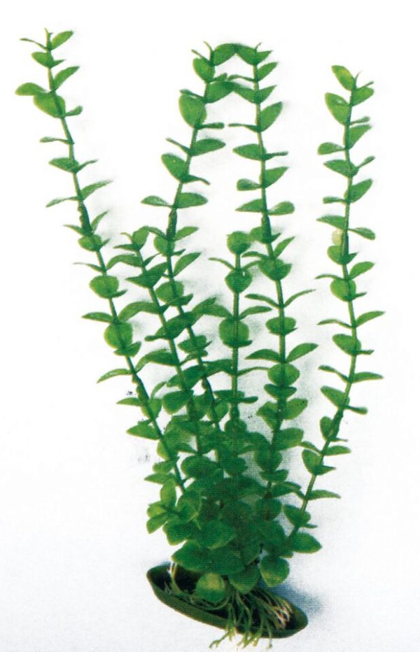 ���.�������� Classic Rotala 18 ��