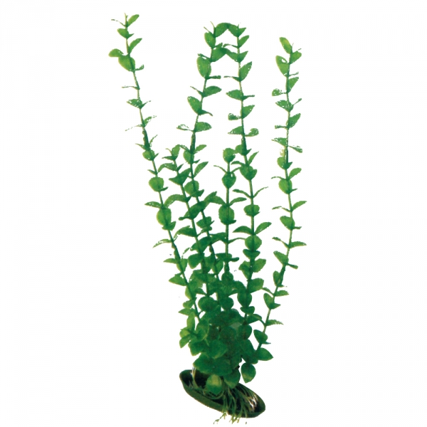 .  Rotala 12  