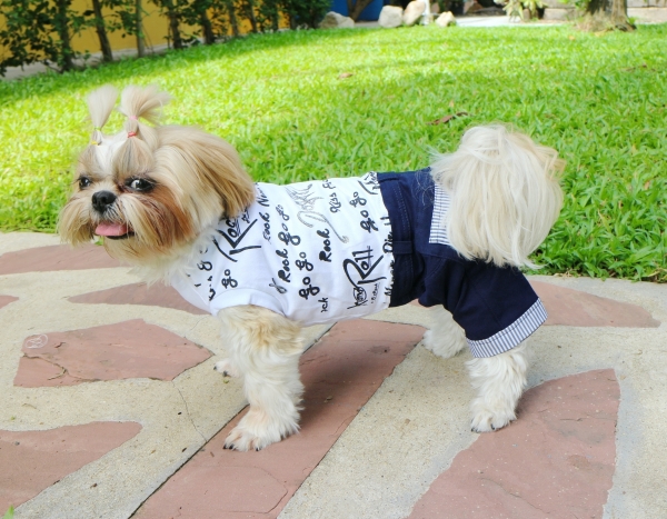    Doggydolly Boy C094 XS S M 3