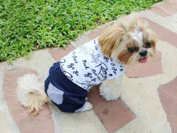     Doggydolly Boy C094 XS S M 4