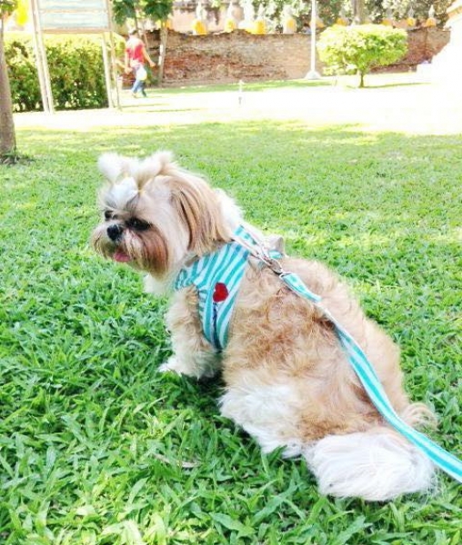 + Body harness green XS S 2