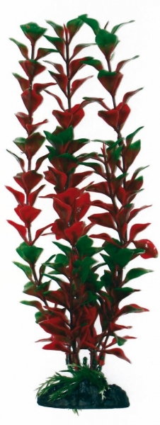 . Ludwigia 18 